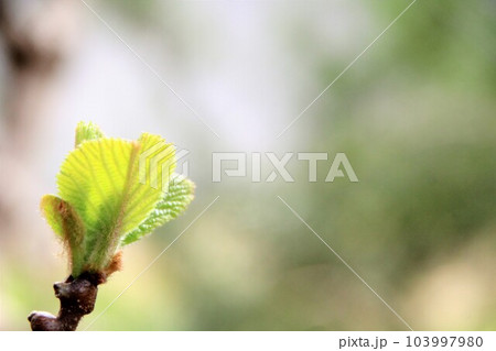 キウイの新芽 103997980