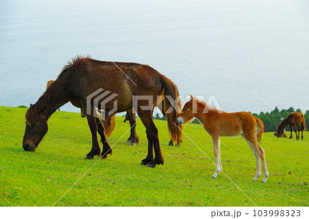 太平洋の海原を背景に佇む都井岬御崎馬の親子 103998323