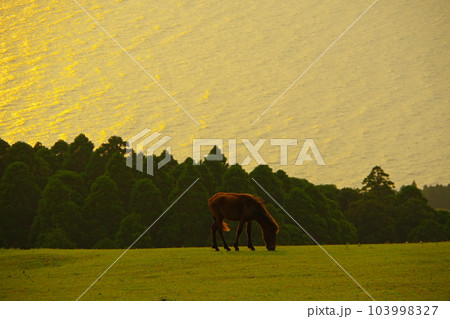夕日に輝く海原を背景に草を食む都井岬御崎馬の仔馬 夕日に輝く海原を背景に草を食む都井岬御崎馬の仔馬 103998327