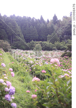 あじさい咲き誇る服部農園 あじさい咲き誇る服部農園 103998476