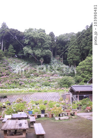 あじさい咲き誇る服部農園 あじさい咲き誇る服部農園 103998481