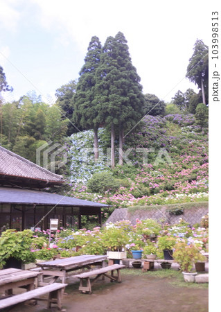 あじさい咲き誇る服部農園 あじさい咲き誇る服部農園 103998513