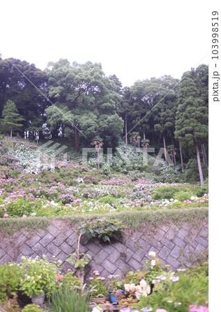 あじさい咲き誇る服部農園 あじさい咲き誇る服部農園 103998519