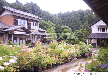 あじさい咲き誇る服部農園 あじさい咲き誇る服部農園 103998520