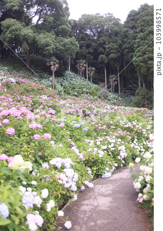 あじさい咲き誇る服部農園 あじさい咲き誇る服部農園 103998571