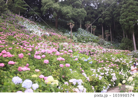 あじさい咲き誇る服部農園 あじさい咲き誇る服部農園 103998574