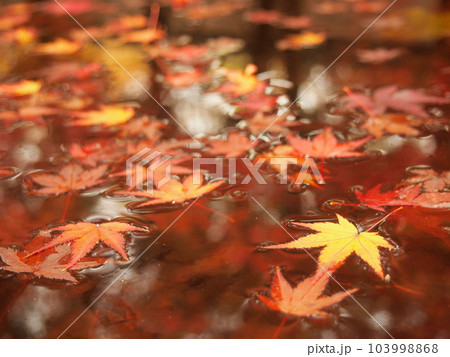 水面に浮かぶ紅葉の写真素材 [103998868] - PIXTA