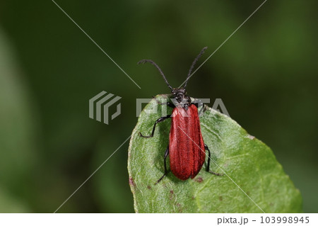 生き物 昆虫 ムナビロアカハネムシ、ベイツ型擬態。有毒のベニホタルに似せた姿で身を守るらしい 生き物 昆虫 ムナビロアカハネムシ、ベイツ型擬態。有毒のベニホタルに似せた姿で身を守るらしい 103998945
