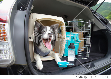 ボーダーコリーが車のトランクに乗っているケージに入っている様子 ボーダーコリーが車のトランクに乗っているケージに入っている様子 103999074