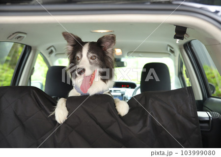 車の後部座席から顔を出しているボーダーコリー 103999080