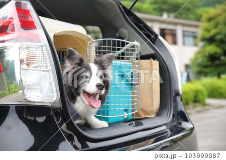 ボーダーコリーが車のトランクに乗っているケージに入っている様子 103999087