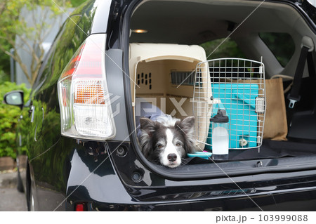車のトランクに乗っているケージで休むボーダーコリー 車のトランクに乗っているケージで休むボーダーコリー 103999088