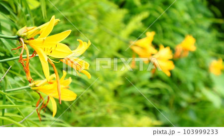 北海道 積丹 島武意海岸 103999233