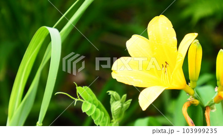 北海道 積丹 島武意海岸 103999235