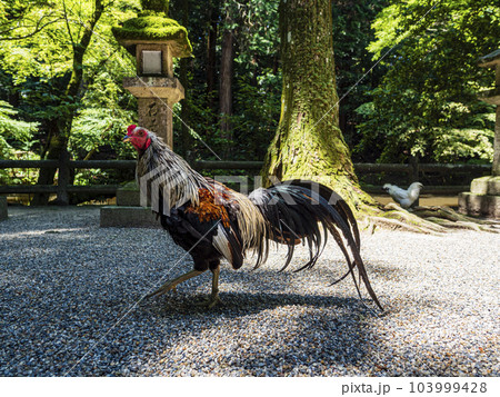 元気に走り回る放し飼いの神鶏 元気に走り回る放し飼いの神鶏 103999428