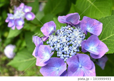しっとりした紫陽花 しっとりした紫陽花 103999493