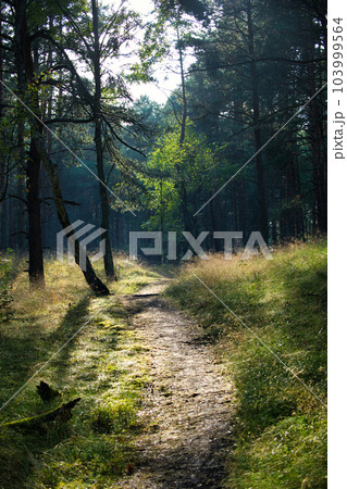 Dirt path through a forest surrounded by tall trees 103999564