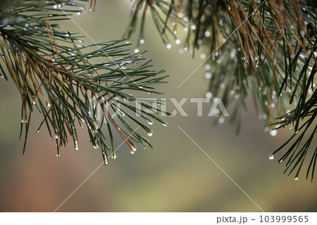 Close-up of a pine tree branch with water droplets 103999565
