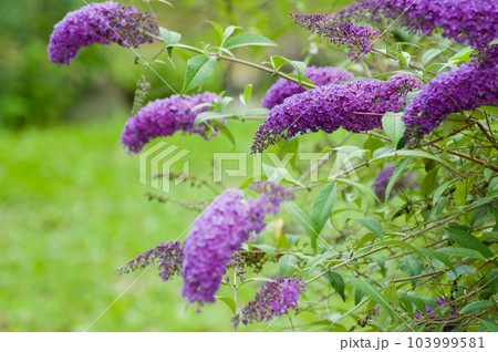 紫色のバタフライブッシュの花 103999581