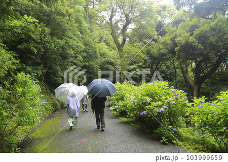 日本一の下田アジサイ祭り 103999659