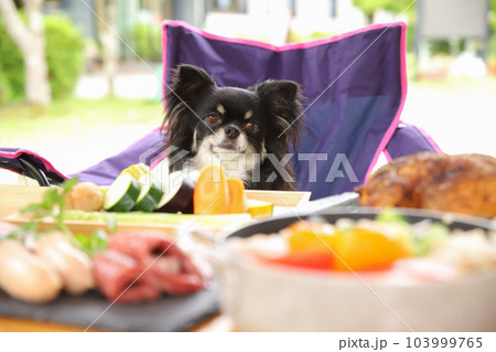 たくさんの食材と椅子に座って目を輝かせるチワワ 103999765