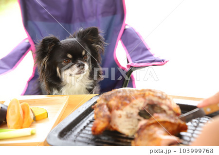 大きな肉を切り分けているところをじっと見つめる犬の様子 大きな肉を切り分けているところをじっと見つめる犬の様子 103999768