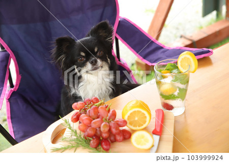 フルーツとドリンクを前に折りたたみチェアに座る犬 103999924