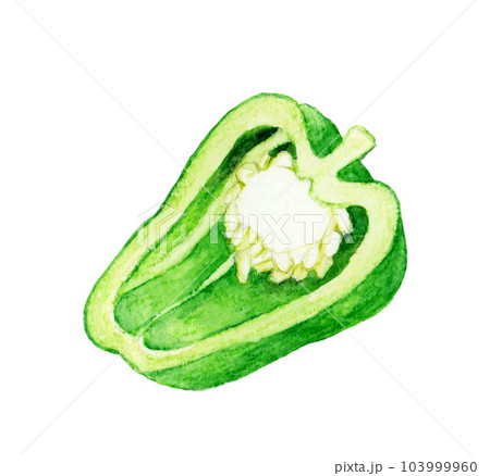 半分にカットした緑色のピーマン 夏野菜の手描き水彩イラスト素材 半分にカットした緑色のピーマン 夏野菜の手描き水彩イラスト素材 103999960