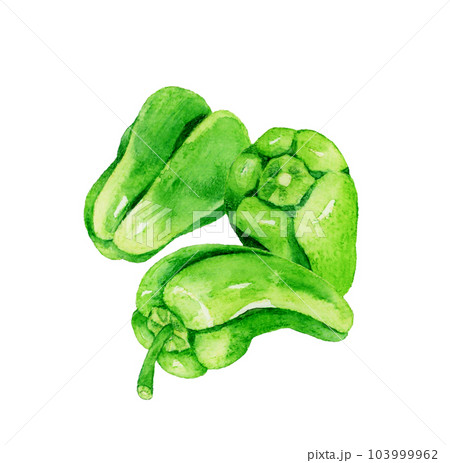 緑色のピーマンのセット　夏野菜の手描き水彩イラスト素材 103999962