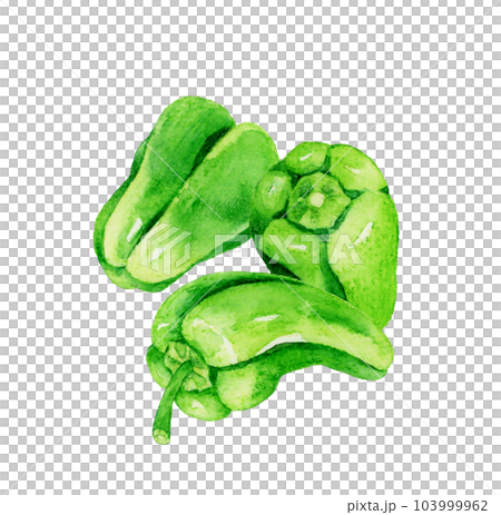 緑色のピーマンのセット　夏野菜の手描き水彩イラスト素材 103999962