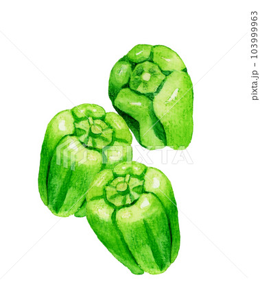 緑色のピーマンのセット 夏野菜の手描き水彩イラスト素材 緑色のピーマンのセット 夏野菜の手描き水彩イラスト素材 103999963