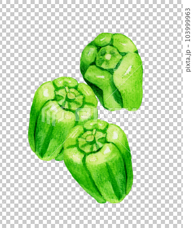 緑色のピーマンのセット 夏野菜の手描き水彩イラスト素材 緑色のピーマンのセット 夏野菜の手描き水彩イラスト素材 103999963