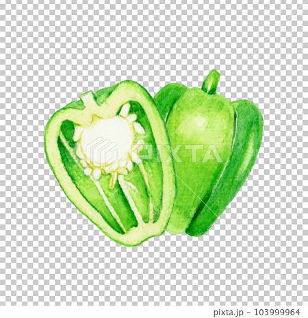 半分にカットした緑色のピーマン 夏野菜の手描き水彩イラスト素材 半分にカットした緑色のピーマン 夏野菜の手描き水彩イラスト素材 103999964