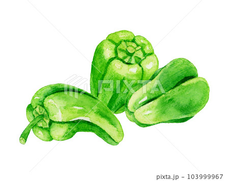 緑色のピーマンのセット　夏野菜の手描き水彩イラスト素材 103999967