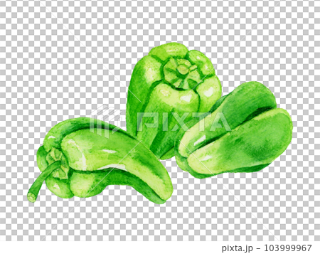緑色のピーマンのセット　夏野菜の手描き水彩イラスト素材 103999967