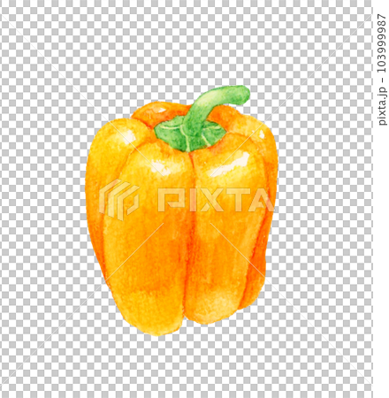 Orange paprika Hand-painted watercolor illustration material of summer vegetables Orange paprika Hand-painted watercolor illustration material of summer vegetables 103999987