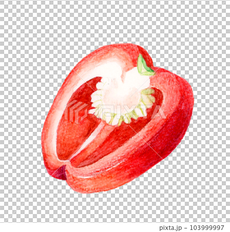 Red paprika cut in half Hand-painted watercolor illustrations of summer vegetables 103999997