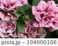 ときめく色合いの一年草の花たち 104000106