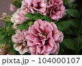 ときめく色合いの一年草の花たち 104000107