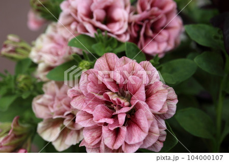 ときめく色合いの一年草の花たち 104000107