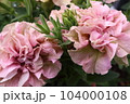 ときめく色合いの一年草の花たち 104000108
