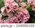 ときめく色合いの一年草の花たち 104000109