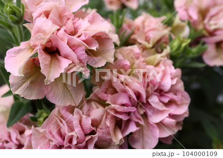 ときめく色合いの一年草の花たち 104000109