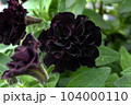 ときめく色合いの一年草の花たち 104000110