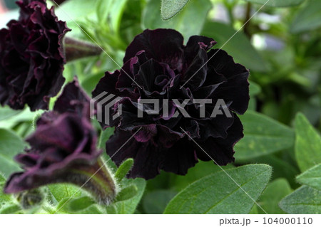 ときめく色合いの一年草の花たち ときめく色合いの一年草の花たち 104000110