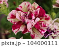 ときめく色合いの一年草の花たち 104000111