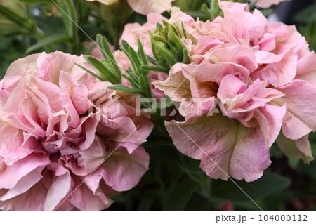 ときめく色合いの一年草の花たち 104000112