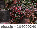 鮮やかに紅葉するツル植物 104000240