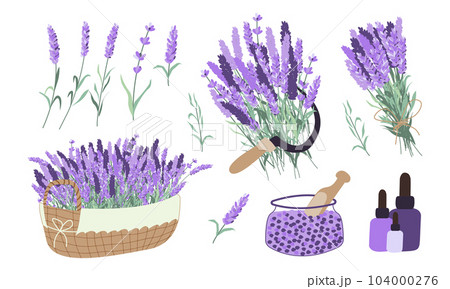 Harvesting lavender collection. Basket with lavender, oil, bouquet, sickle, salt 104000276