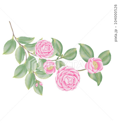 Watercolor camellia flowers and buds 104000526
